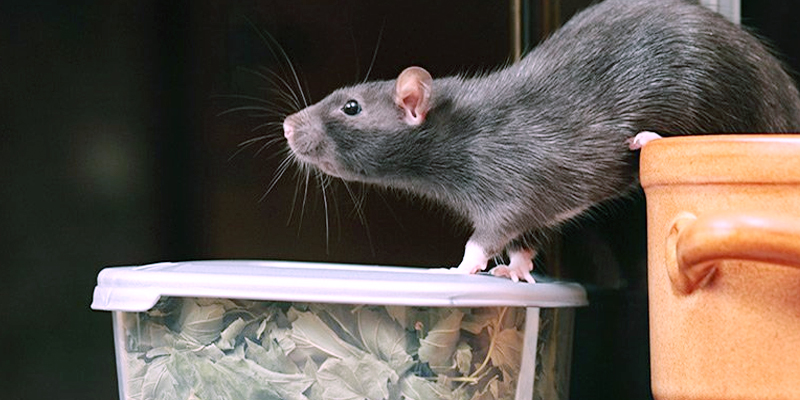 How To Recognize Mysterious You Silent Have Mice or Rats