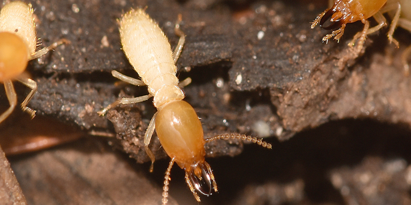 20 INCREDIBLE TRUTHS ABOUT TERMITES