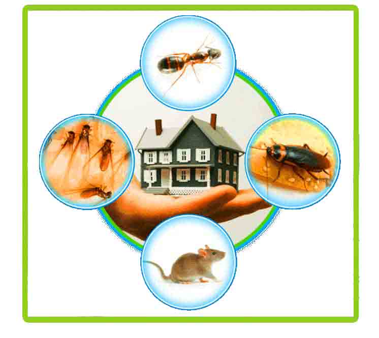 Pest Control Service in Adambakkam