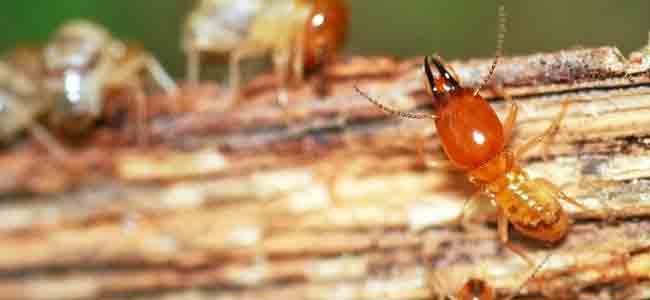 Signs of a Termite Attack