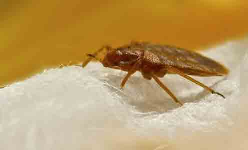 Bedbugs Control Services in Chennai