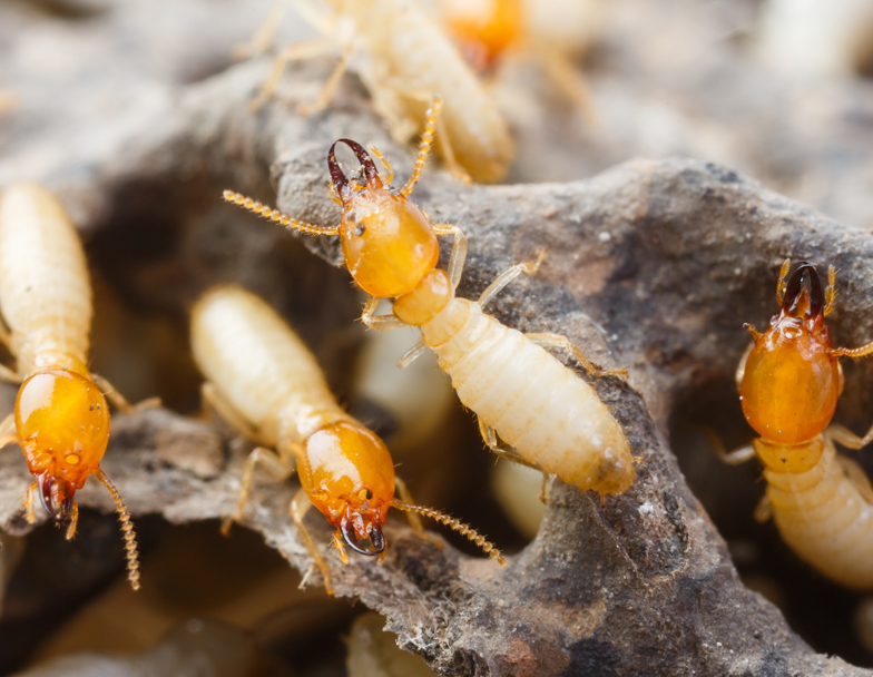 termite control2